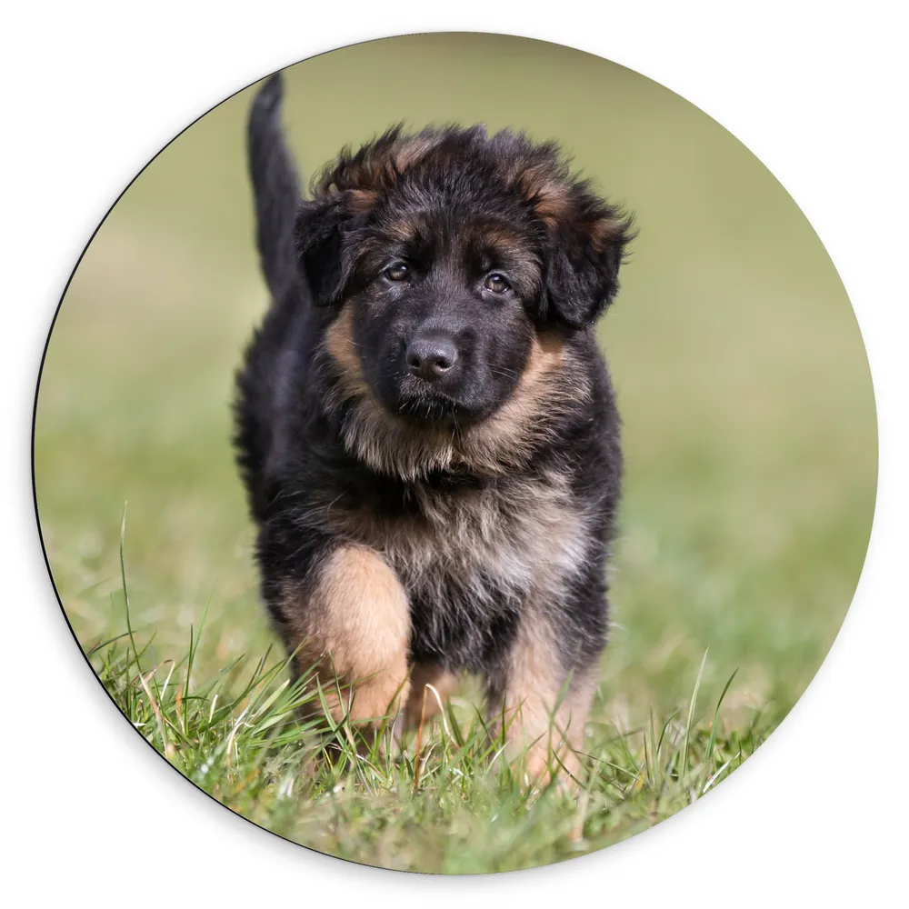 Dibond Muurcirkel - Langharige Duitse Herder Puppy Rennend door het Gras