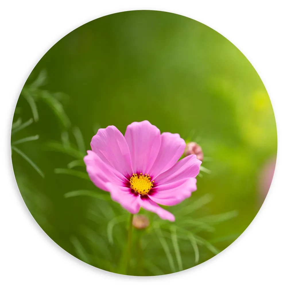 Dibond Muurcirkel - Roze Cosmea Bloem in Licht Groen Grasveld