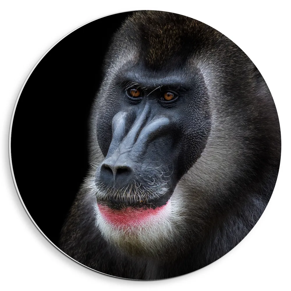 Dibond Muurcirkel - Portretfoto van Bovenlichaam van Mandrill Aap tegen Zwarte Achtergrond