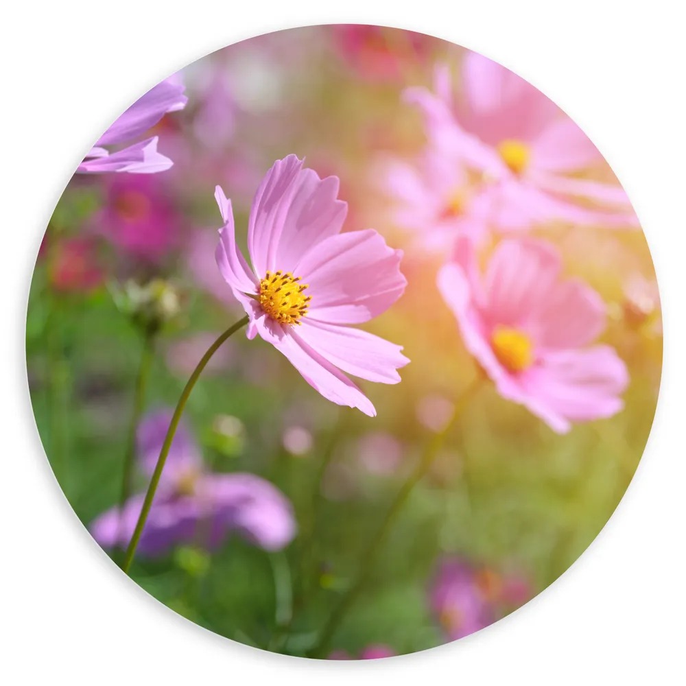 Dibond Muurcirkel - Boemenveld met Paarse Cosmea Bloemen