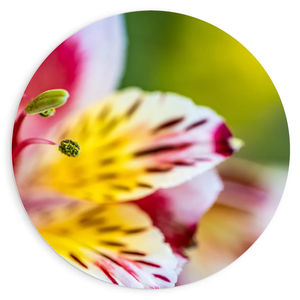 Dibond Muurcirkel - Roze - Gele Lelie