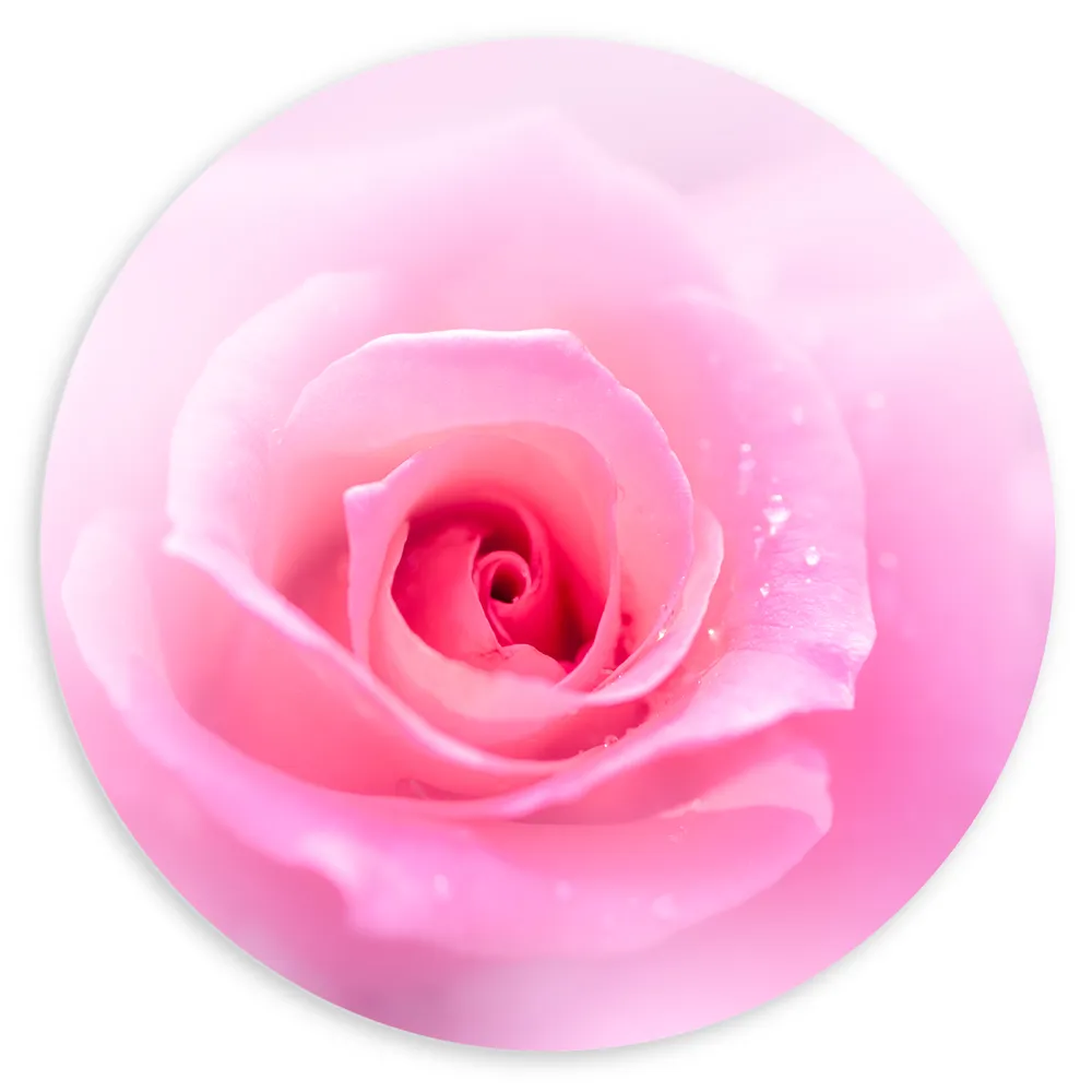 Dibond Muurcirkel - Mooie Licht Roze Roos op Licht Roze Wolkje - Bloemen
