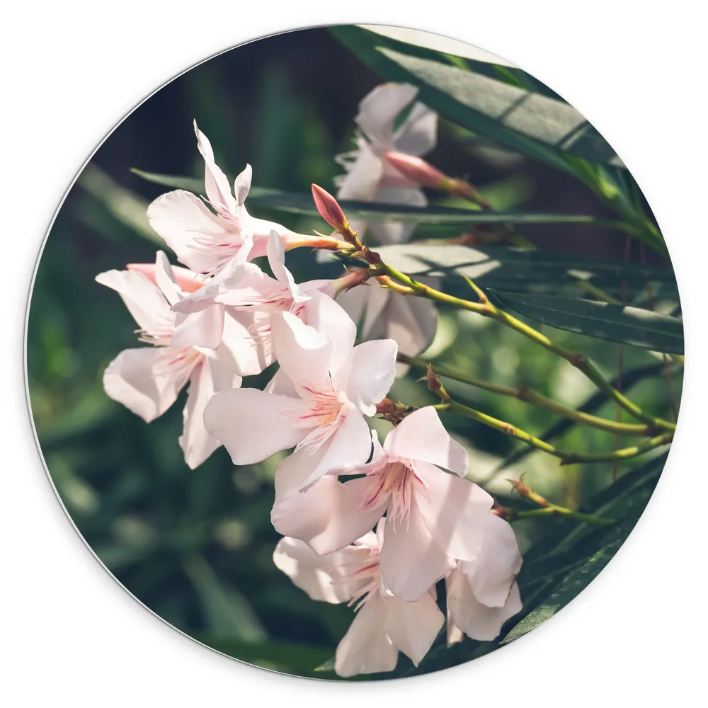 Dibond Muurcirkel - Licht Roze Oleander Bloemen Tussen Donker Groene Takken en Bladeren