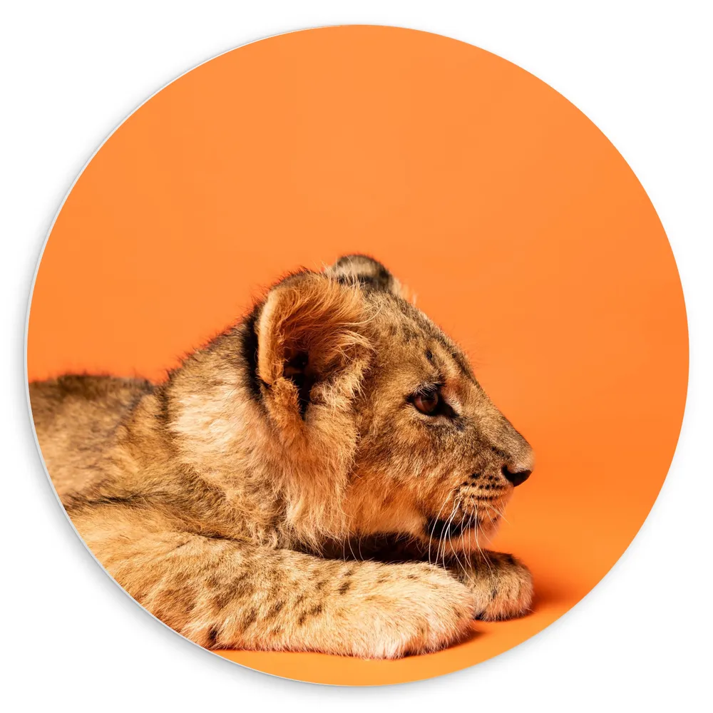 Dibond Muurcirkel - Liggende Leeuwenwelp tegen Oranje Achtergrond