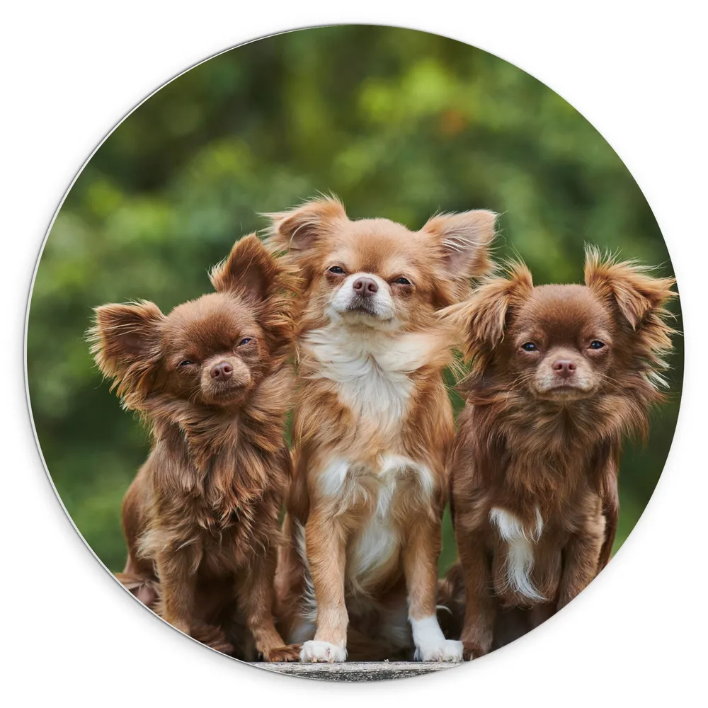 Dibond Muurcirkel - Trio Chihuahua's op Grote Steen voor Groen Bos