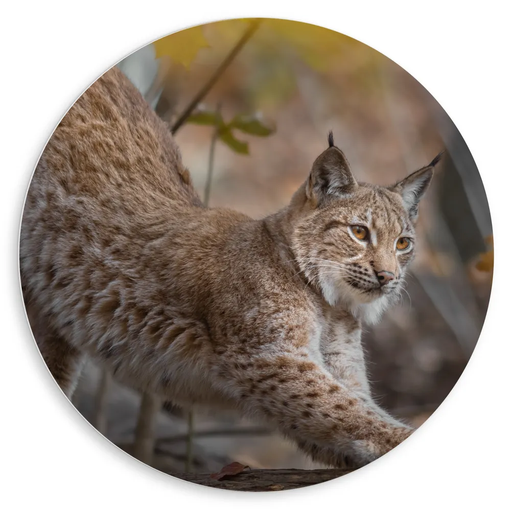 Dibond Muurcirkel - Strekkende Lynx tussen de Gele Bloemetjes