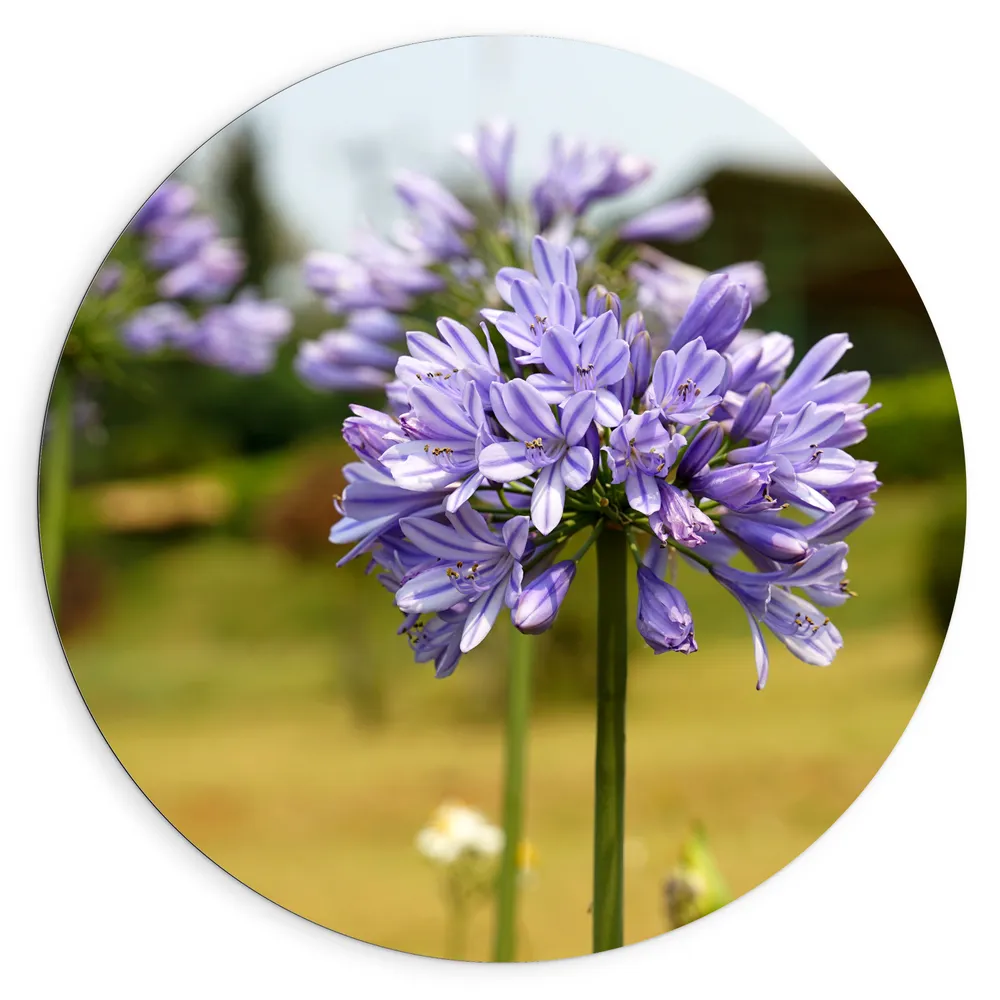 Dibond Muurcirkel - Paarse Tuberoos Bloemen in Grasveld op Lange Stengels