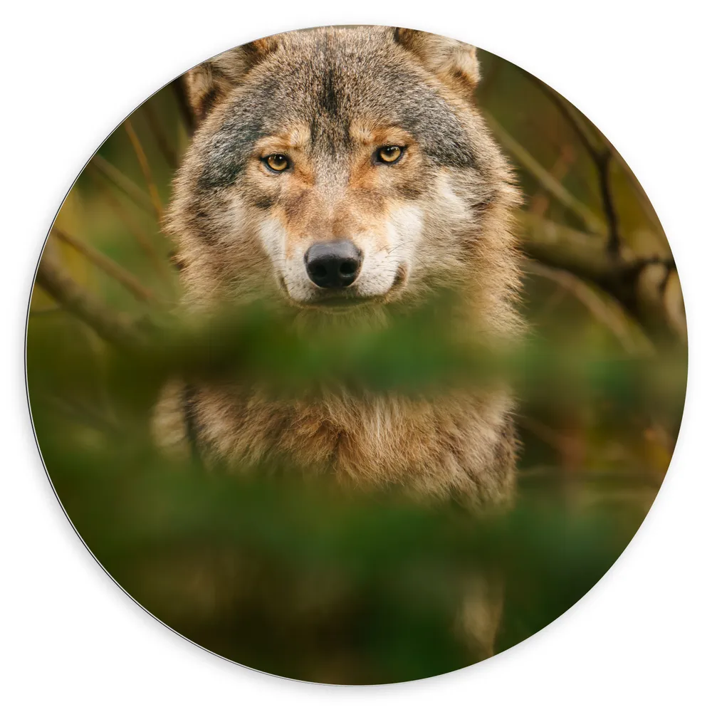 Dibond Muurcirkel - Grijze met Bruine Wolf schuilend achter Groene Bladeren
