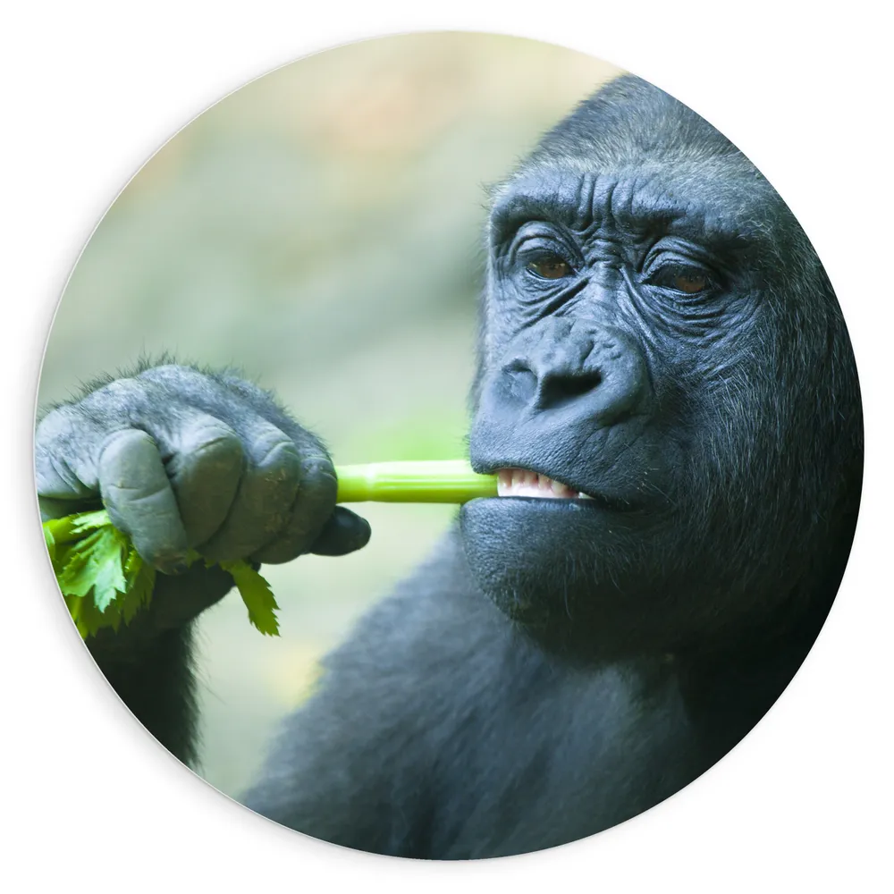 Dibond Muurcirkel - Jonge Gorilla van Dichtbij