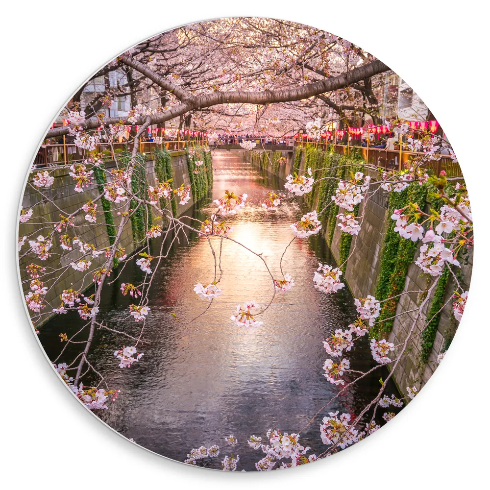 Dibond Muurcirkel - Roze Bloemen aan Tak boven het Water in de Stad