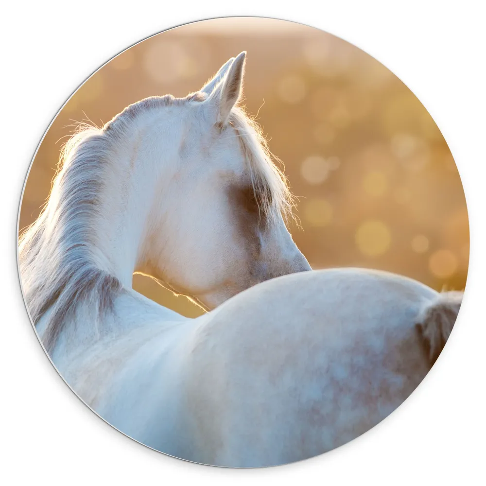 Dibond Muurcirkel - Zonnestralen Vallend op Rug van Witte Arabier Paard