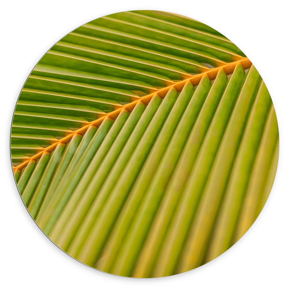 Dibond Muurcirkel - Close-up van Nerven aan Groen Blad