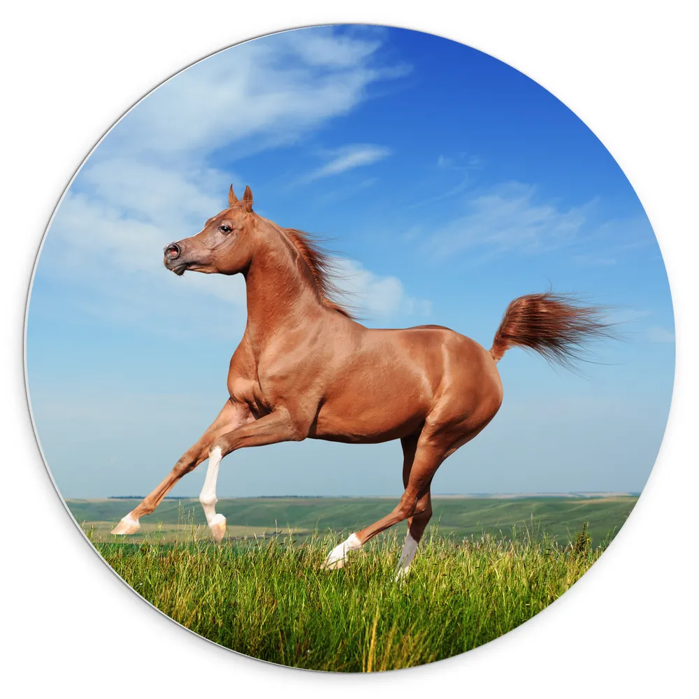Dibond Muurcirkel - Rood Arabisch Paard met Blauwe Lucht