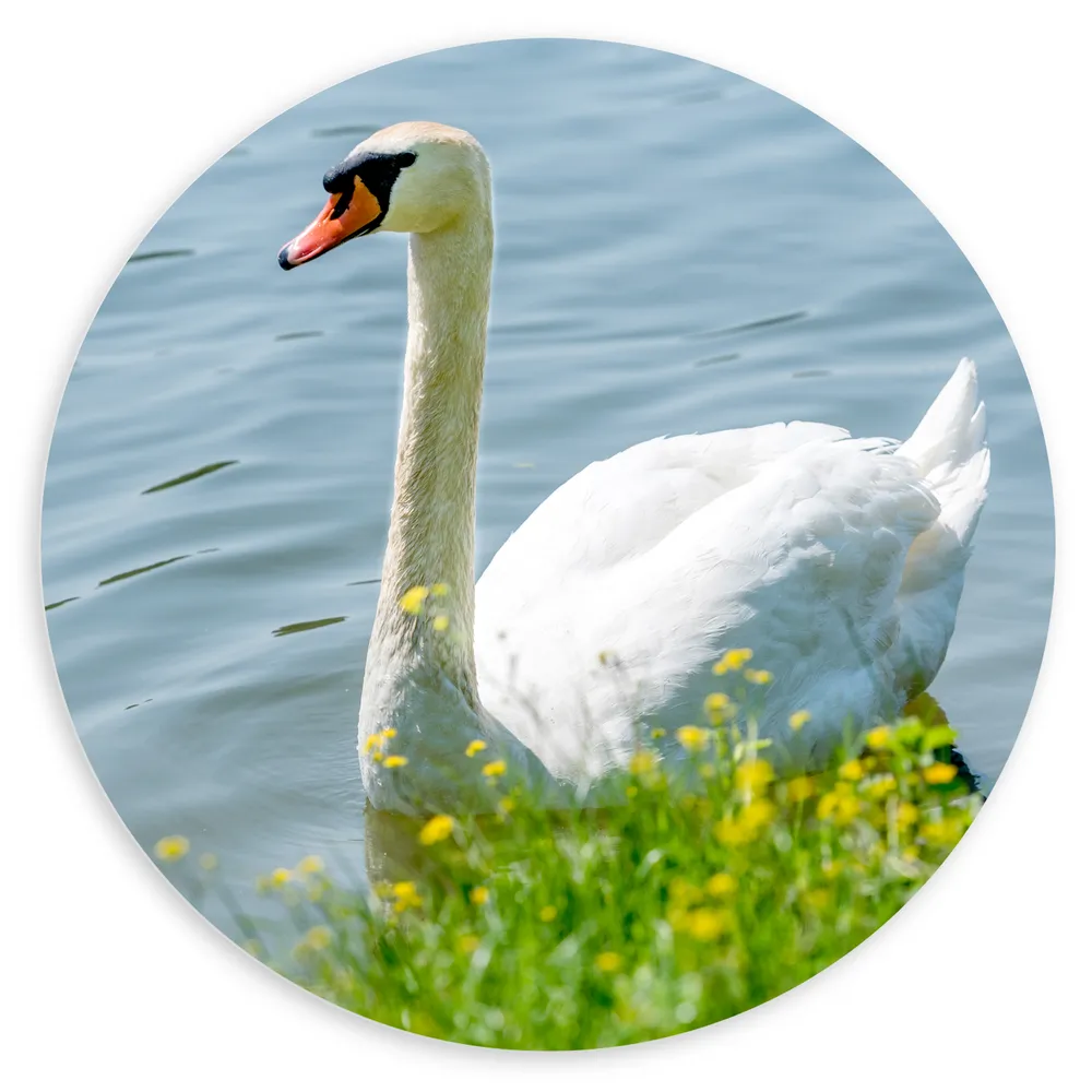 Dibond Muurcirkel - Zwaan drijft over het water heen naast gele bloemen
