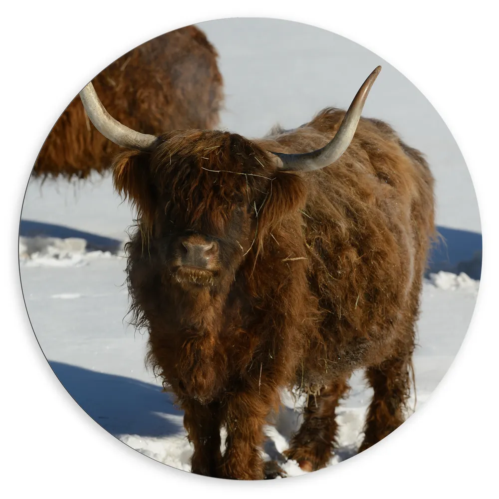 Dibond Muurcirkel - Schotse Hooglander Koe in de Sneeuw