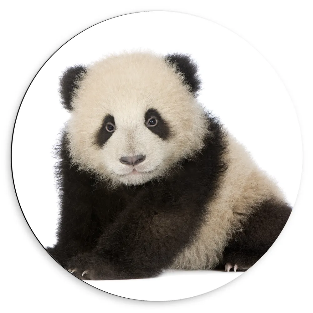 Dibond Muurcirkel - Schattige Panda Welp