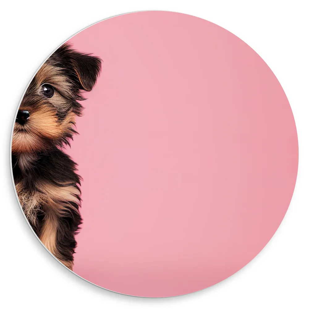 Dibond Muurcirkel - Poserende Yorkisch Terrier Puppy in het Bruin met Zwart tegen Roze Achtergrond
