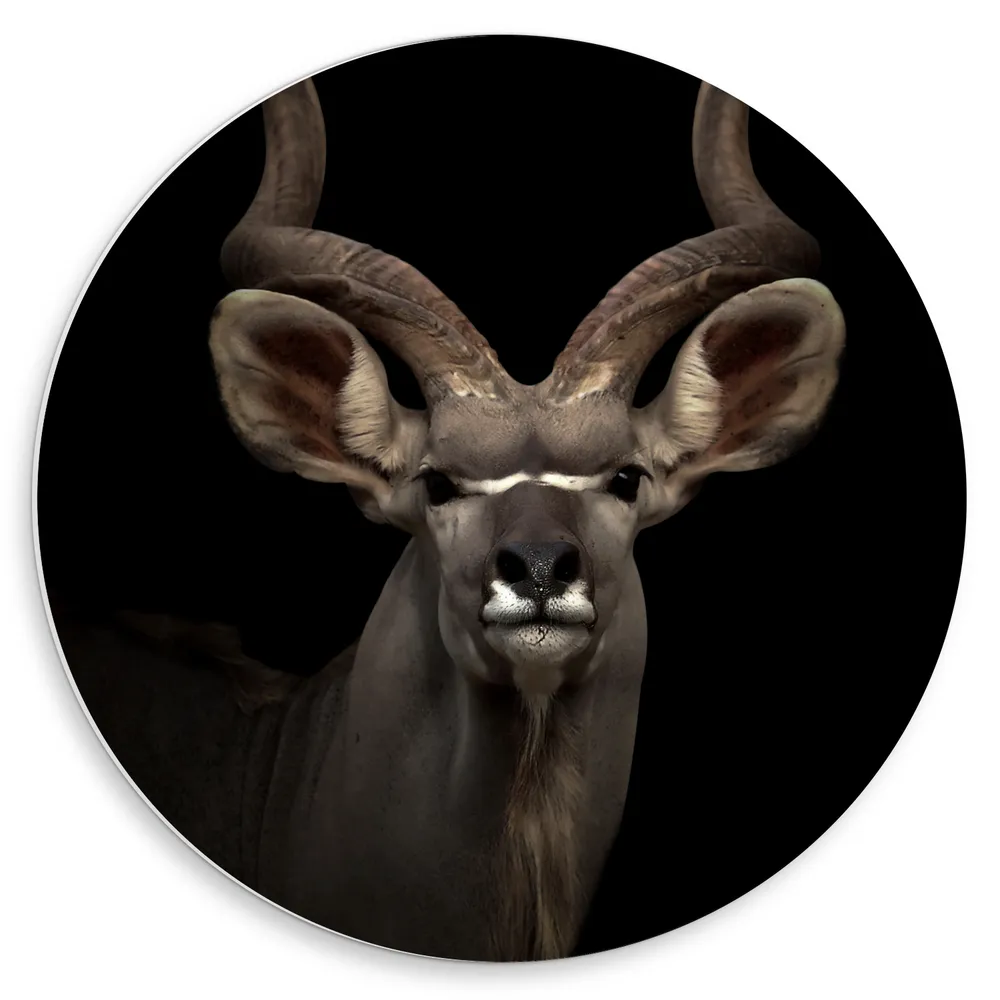 Dibond Muurcirkel - Vooraanzicht van Grote Koedoe Antilope met Krullende Horens