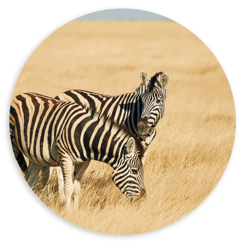 Dibond Muurcirkel - Zebra Duo door Droog Gras Landschap