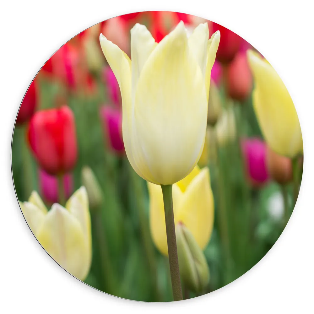 Dibond Muurcirkel - Wit gekleurde tulpen met andere kleuren op de achtergrond - Bloemen