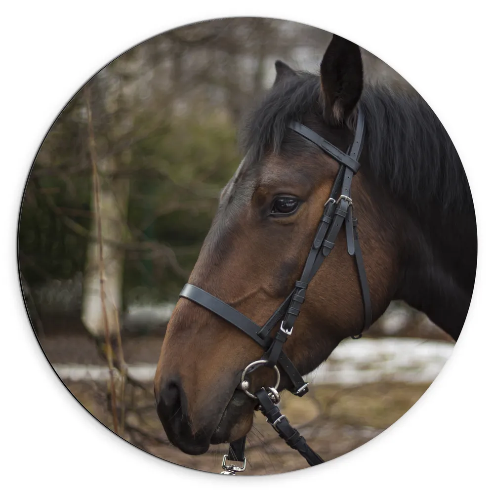 Dibond Muurcirkel - Bruin paard met halster om buiten