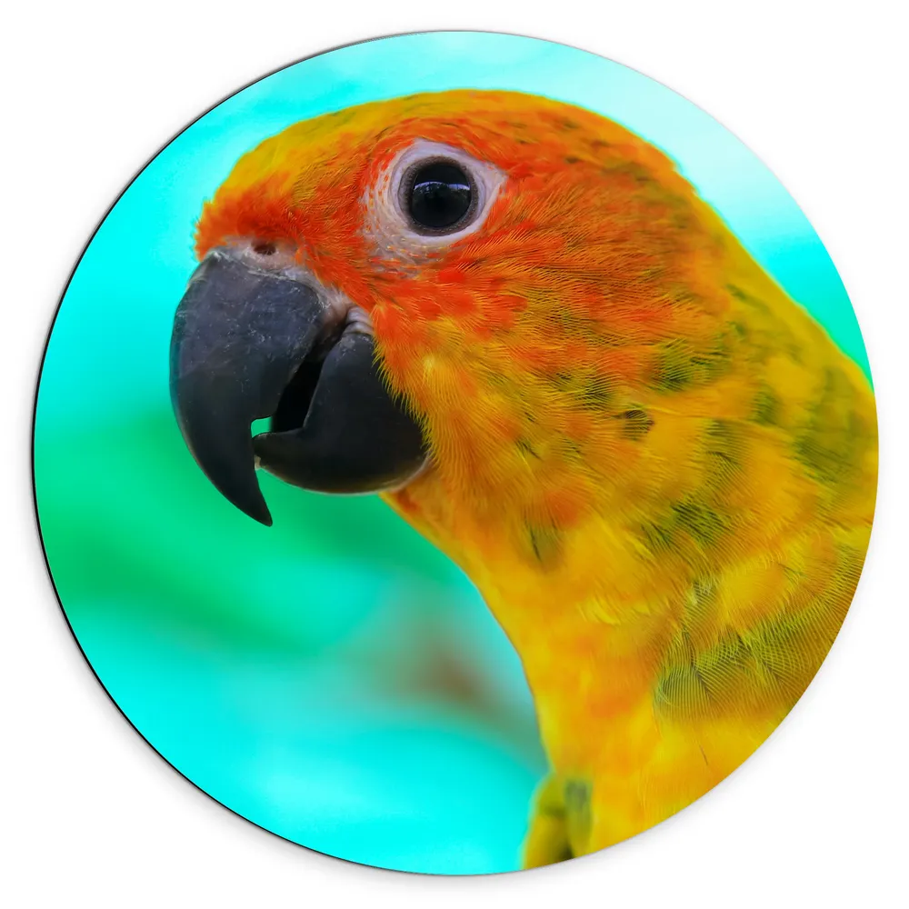 Dibond Muurcirkel - Zijaanzicht van Kop van Oranje met Gele Conure Papegaai