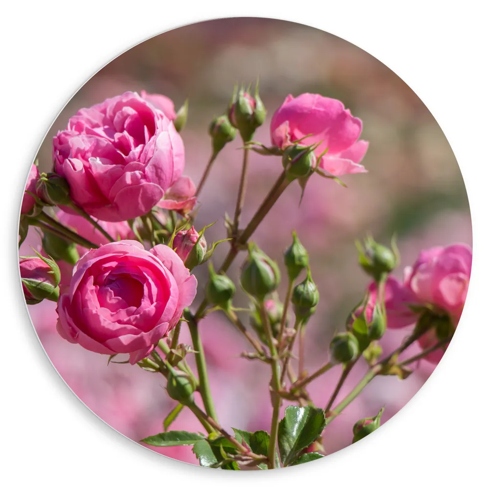 Dibond Muurcirkel - Veld vol Roze Klaprozen Bloemen