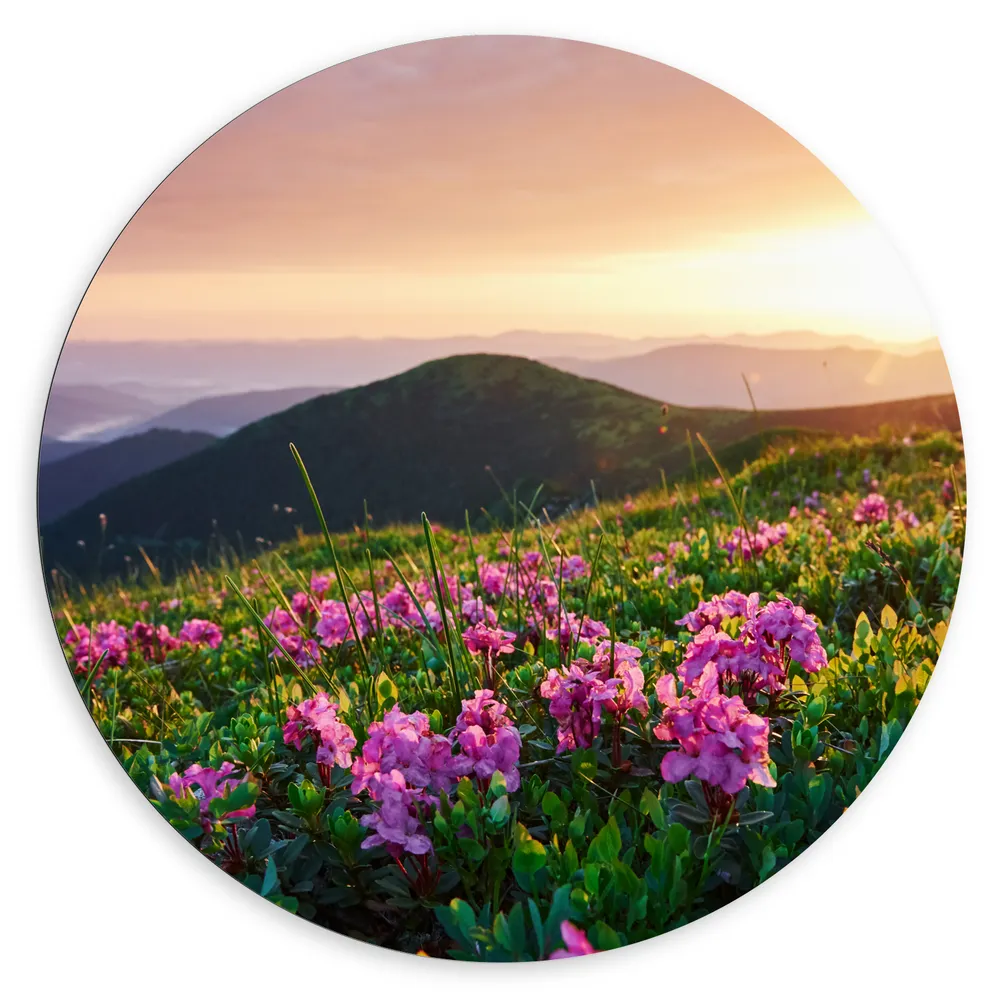 Dibond Muurcirkel - Roze Bloemen op de Bergen van Landschap tijdens Zonsopkomst