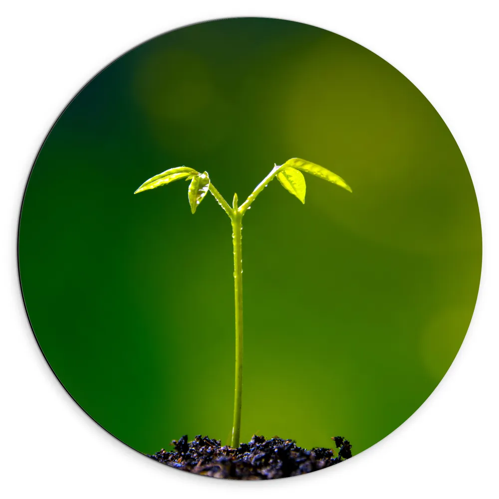 Dibond Muurcirkel - Kleine Eenzame Groene Groeiende Plant