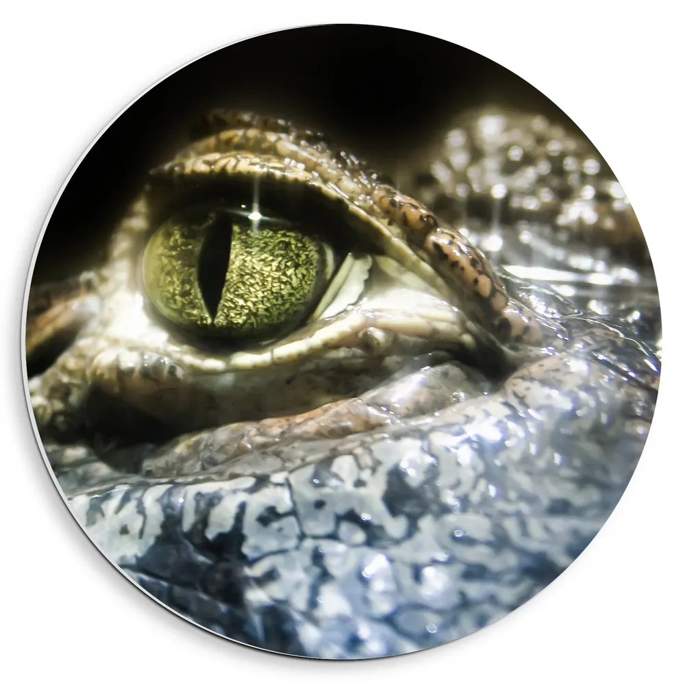 Dibond Muurcirkel - Oog van Krokodil van Dichtbij