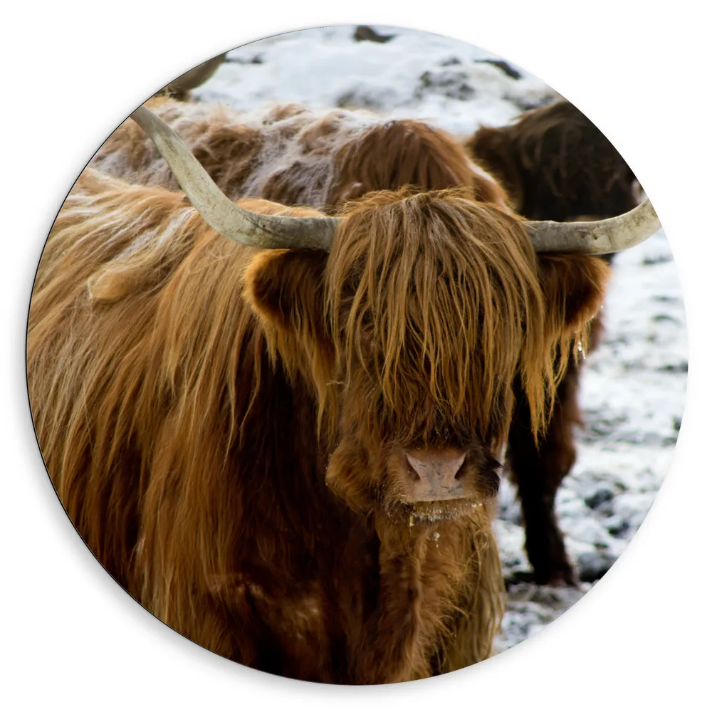 Dibond Muurcirkel - Dieren - Schotse - Hooglander - Sneeuw
