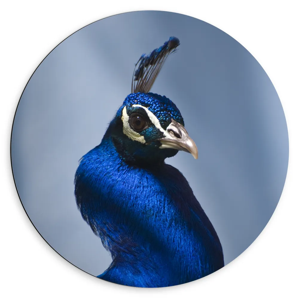 Dibond Muurcirkel - Chique Poserende Kop van Blauwe Papegaai