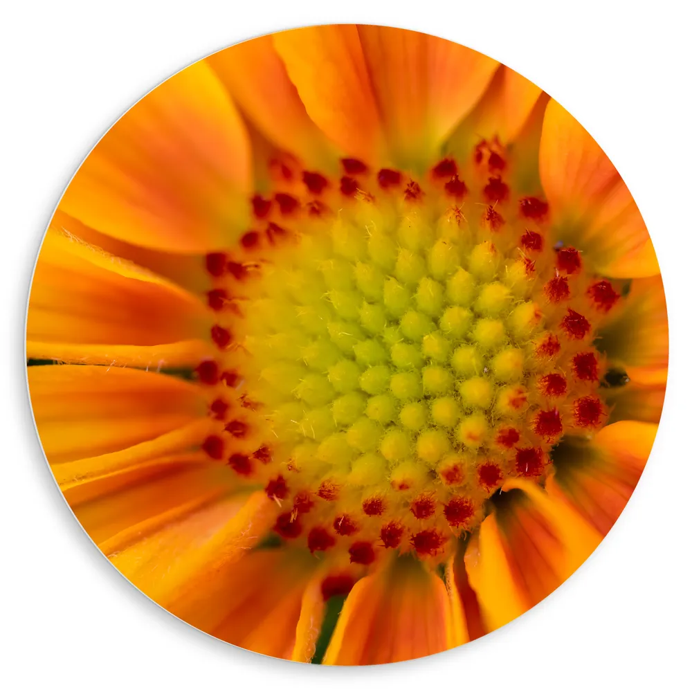 Dibond Muurcirkel - Binnenkant Oranje Bloem van Dichtbij