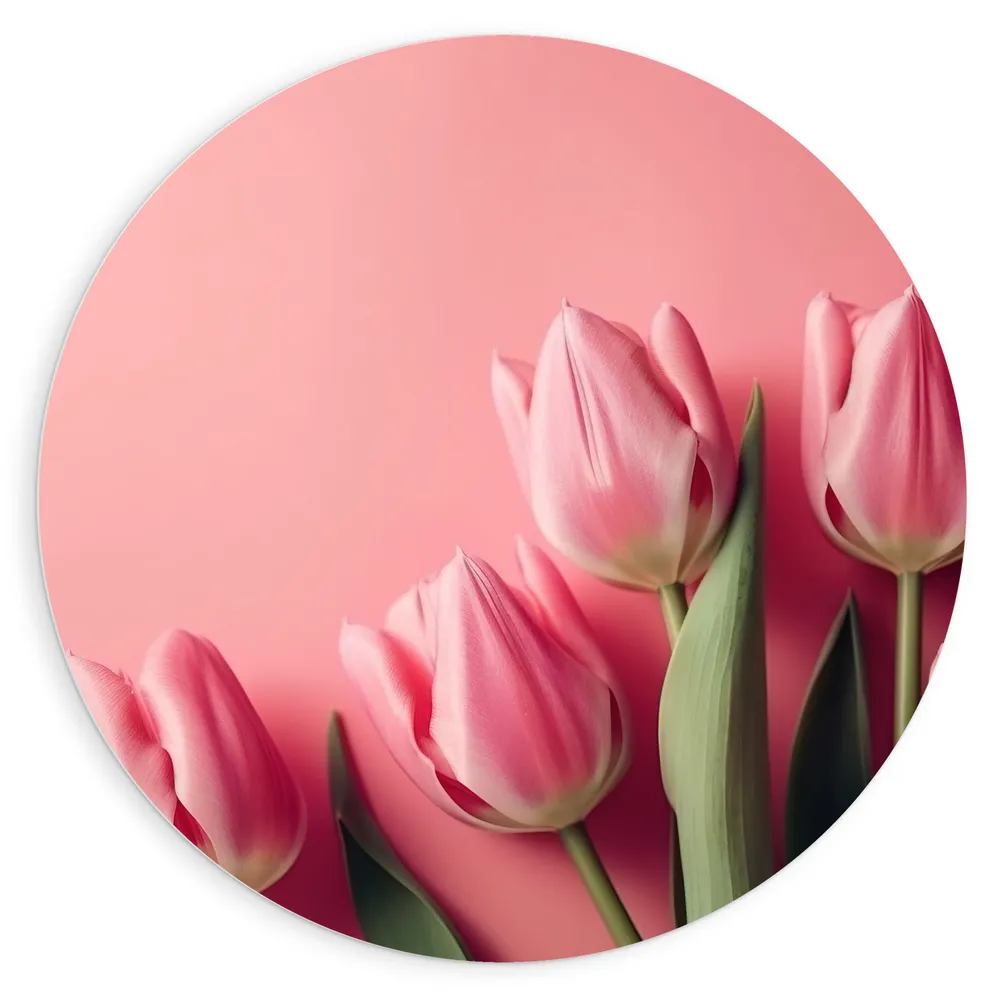 Dibond Muurcirkel - Roze Tulpen met Roze Achtergrond