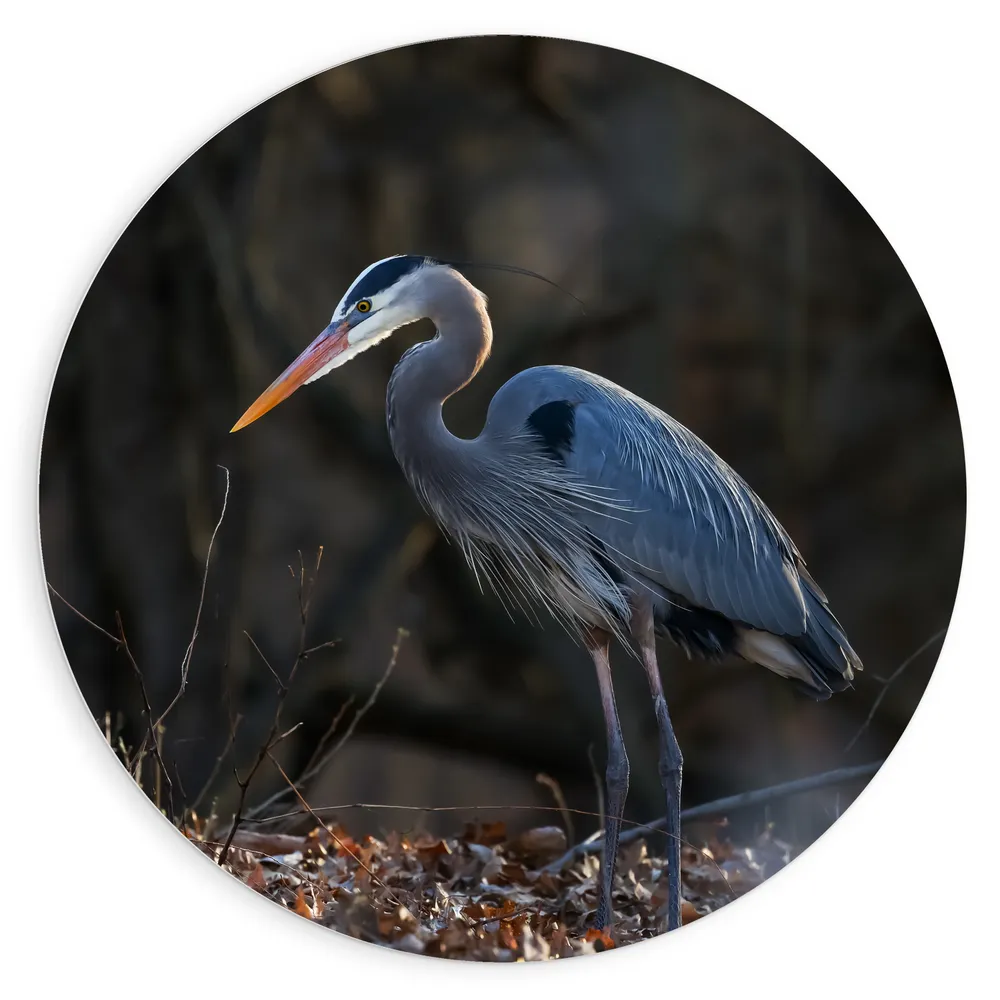 Dibond Muurcirkel - Reiger tussen de Kale Takken en Herfstbladeren in het Bos