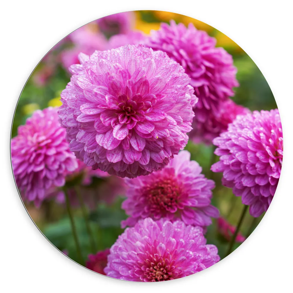 Dibond Muurcirkel - Mooie Roze Dahlia Bloemen in Grasveld
