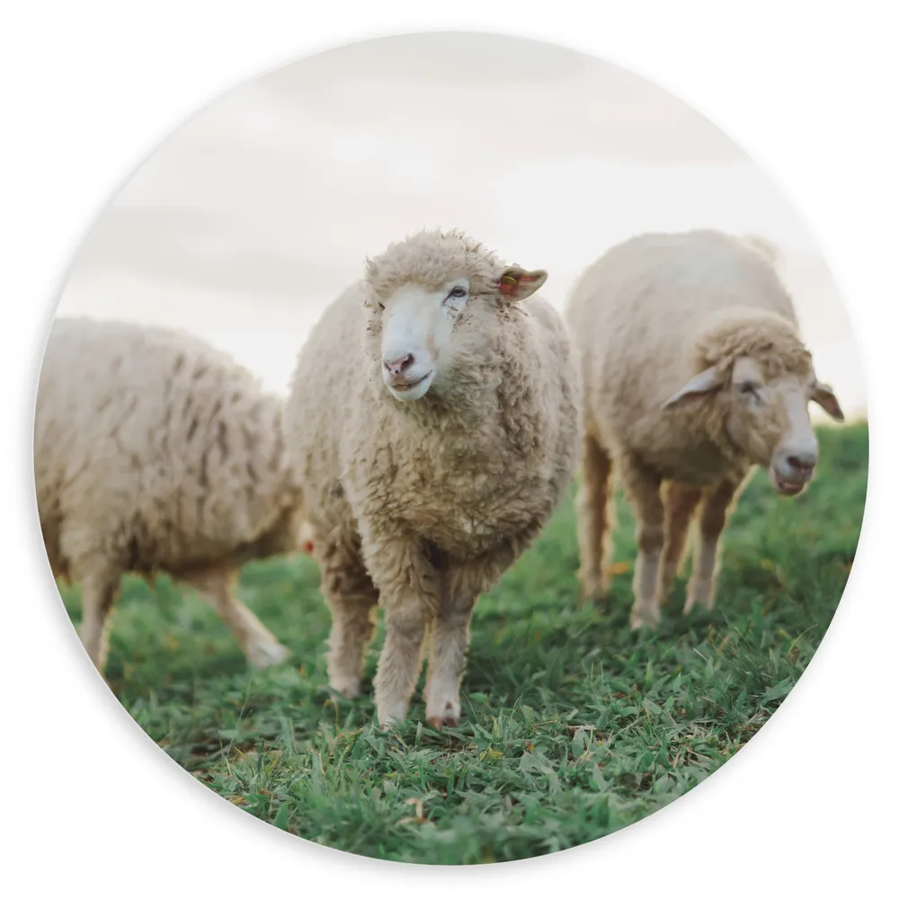 Dibond Muurcirkel - Schapen lopen door weiland en eten gras