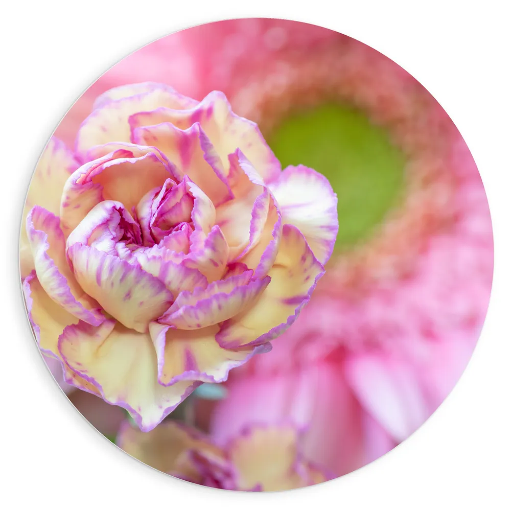 Dibond Muurcirkel - Close-up van Roze Tuinanjer Bloemen