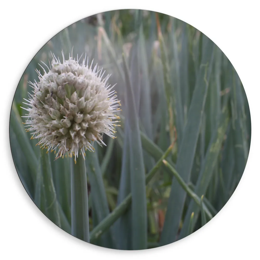 Dibond Muurcirkel - Bloem van Grove Bieslook bij Groene Lange Stengels