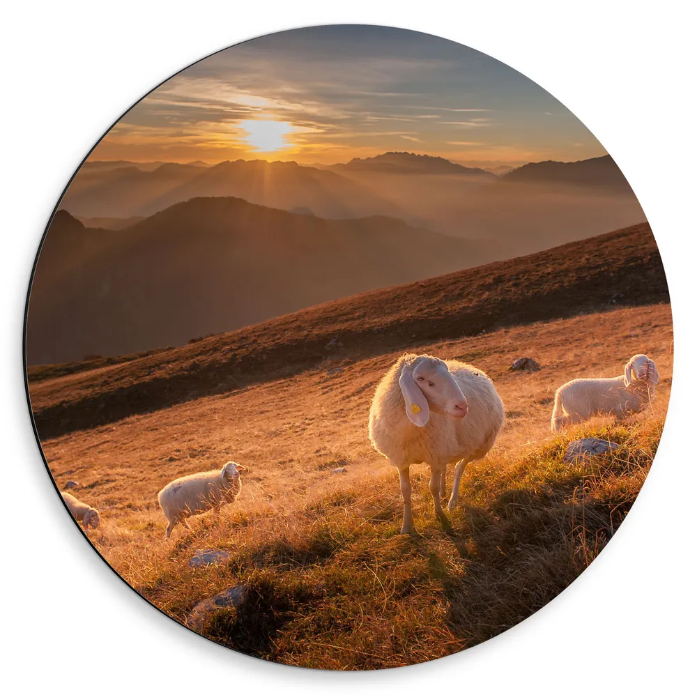 Dibond Muurcirkel - Kleine Kudde Schapen op Schuine Berg bij Zonsondergang