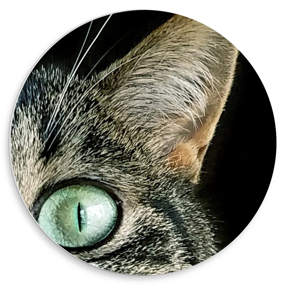 Dibond Muurcirkel - Close-up van Kattenhoofd met Groene Ogen