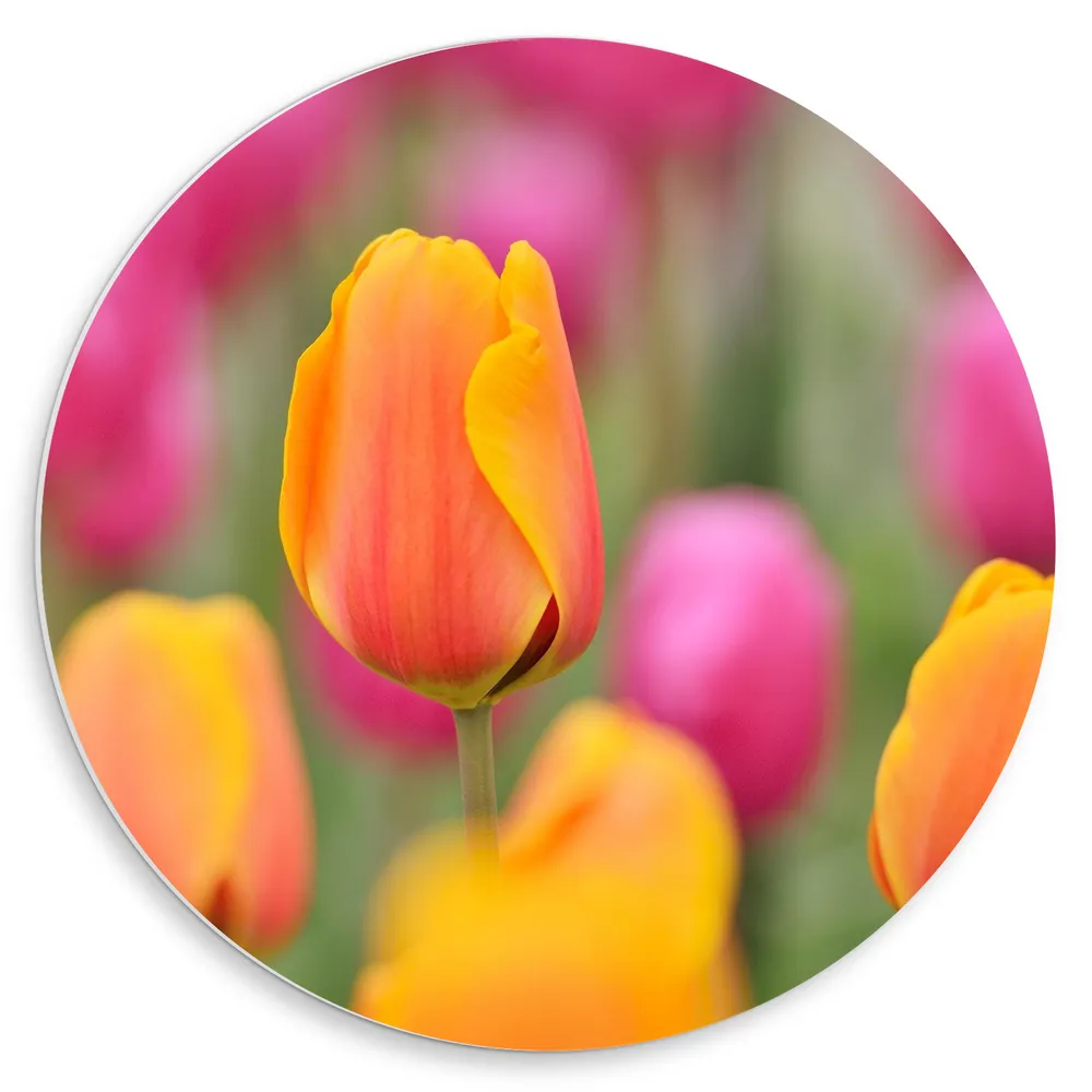 Dibond Muurcirkel - Roze en Oranje Tulpen in een Tulpenveld - Bloemen