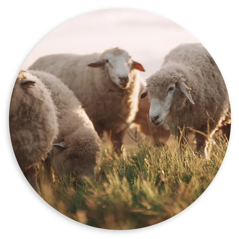 Dibond Muurcirkel - Kudde Witte Wollen Schapen Etend in de Wei