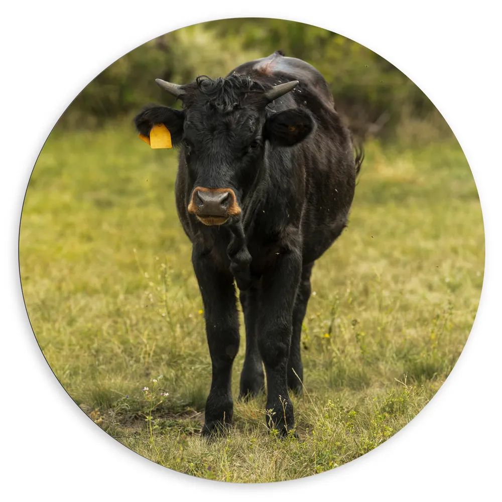 Dibond Muurcirkel - Jong zwart stier staat in het gras