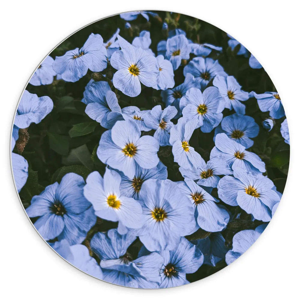 Dibond Muurcirkel - Vergeet me nietjes bloemen blauw met gele binnenkant