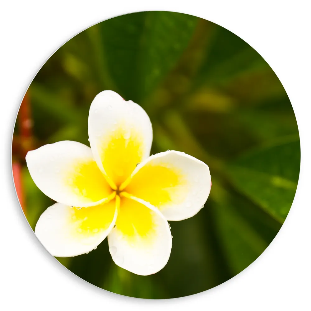 Dibond Muurcirkel - Wit met Gele Bloem - Frangipani