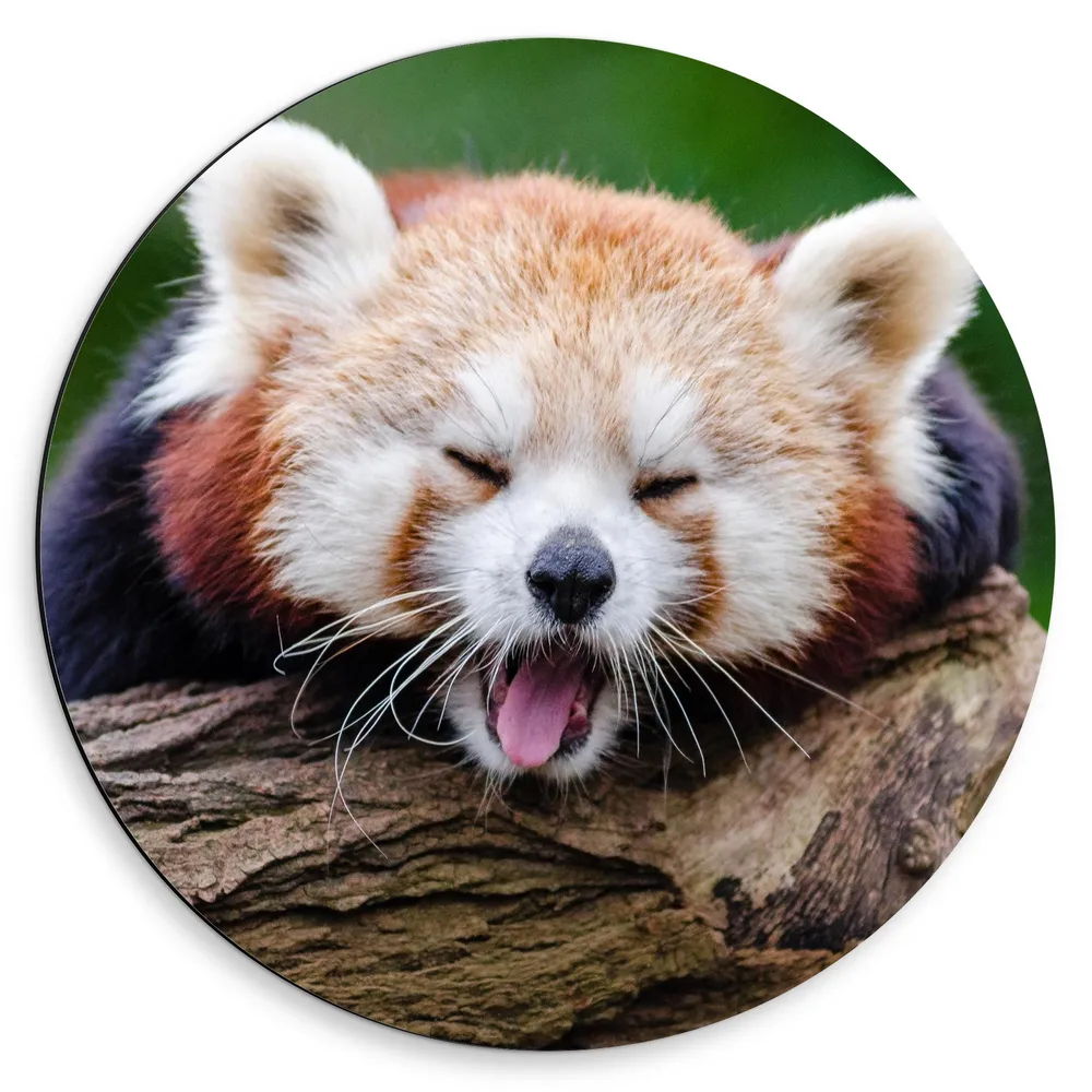 Dibond Muurcirkel - Gapende Oranje Panda op Boomstronk
