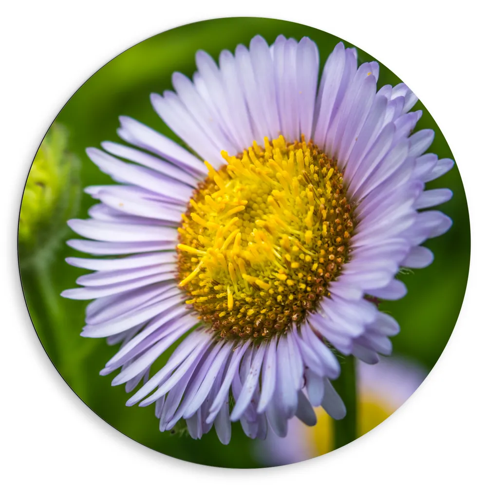 Dibond Muurcirkel - Paarse Erigeron Bloem met Groot Geel Midden