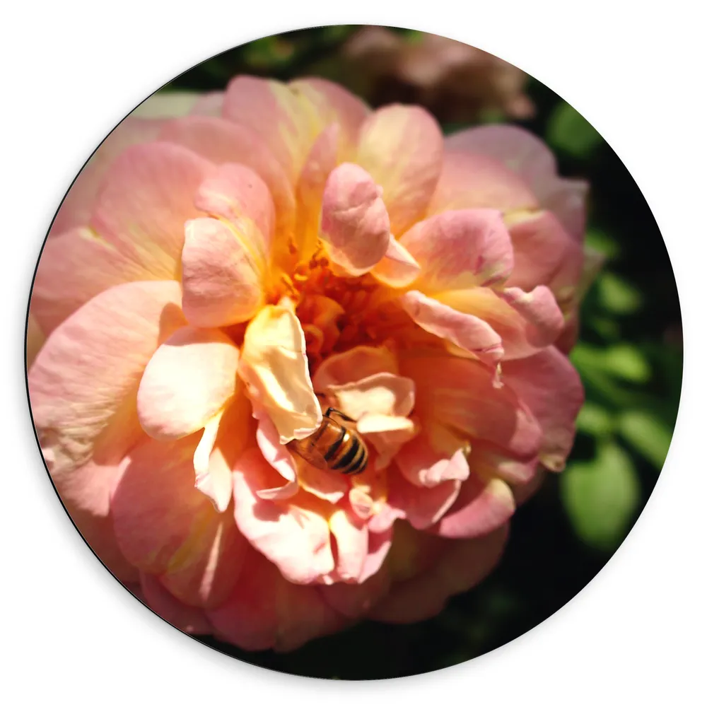 Dibond Muurcirkel - Mooie Roze met Oranje Marie Curie Bloem