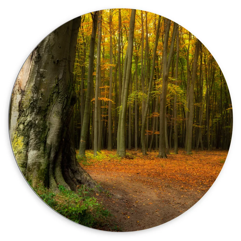 Dibond Muurcirkel - Grote Dikke Oude Boom in het Midden van Herfstbos